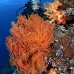 fan_sea_tb_v_0110_kom1636.jpg